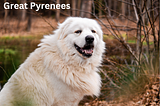 Great Pyrenees Behavior Problems: A Comprehensive Guide