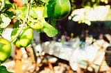 Photo of Granny Smith apples.