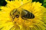 Close-up photograph of a bee feeding from a beautiful bright yellow dandelion flower in full sunlight.