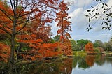 A lake scene with trees around the edges and beyond
