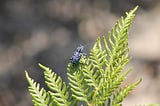 A blue weevil crawling on a green leaf, NSW, Australia.