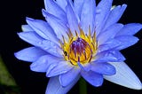 The Egyptian Blue Water Lily (Nymphaea caerulea)