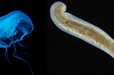 The Jellyfish and the Flatworm