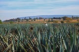 Discovering “The Treasure” With El Tesoro Tequila