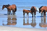 Where to Find 300 Square Miles of Protected Wildlife on the Atlantic Coast