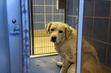 Euthanization at the Austin Animal Center — Are They a No-Kill Shelter?