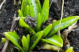 green growth pushing through late-winter topsoil