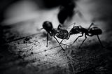 Two black ants