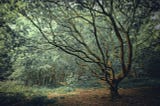 The Clearing
