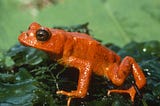 The Golden Toad’s Disappearance Changed Everything