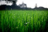 Shallow Focus Photography of Green Grasses during Daytime