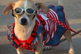 A small tan dog wearing sunglasses and a red, white, and blue outfit.