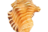 Ganesh Shankh
