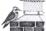 The Speed Metal Of Northern Flickers