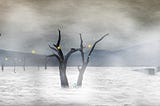 a lonely deserted landscape with dead trees (independent writers’ revenue)