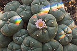 For the Love of Peyote