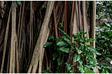 The Strangler Fig Migration Pattern