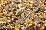Swarming bees