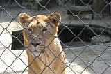 a lioness sits behind a chain link fence, presumably in a zoo.