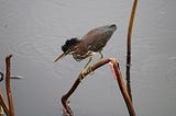 Green Heron at Cullinan Park in Sugar Land, Author Photo
