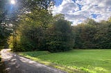 Forest, sun, trees, green gras, autumn, sky