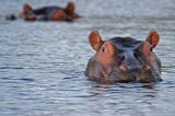 Two hippos submerged in water with only the tops of their heads showing.