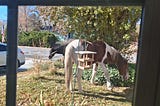 Nothing Says “Welcome Back to Nevada” Like Wild Horses in the Front Yard