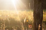 Sun rays cast over rich vegetation