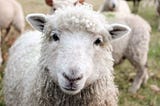 A new look at Psalm 23.