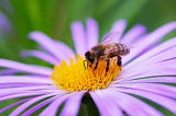 A close-up of a bee sitting on a purple flower with a yellow centre.