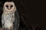 Is your local council Owl Friendly? Here’s how you can make it!