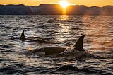 The Inspiring Journey of ʻĀlaluka the Orca