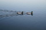 https://unsplash.com/photos/two-swimming-mallard-ducks-on-still-body-of-water-_Wo1Oq38tVU