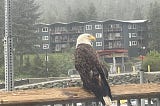 Eagle Eye View