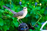 Delicate-looking grey bird with a white breast looks out at the viewer while perched in front of green trees.