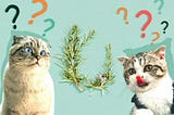 Exploring Rosemary and Its Impact on Cats