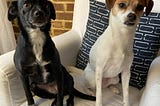 An open letter to the pope about owning pets