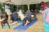 Once Is Enough — Goat Yoga