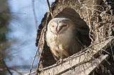 How do birds sleep in nature?