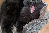 Divina’s Release Newsletter: The Cat’s Meow (or Yawn)