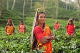 Tea cultivation and processing provide a source of income for millions of people, many of whom…