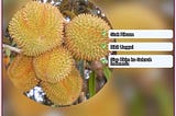 Grosir Bibit Durian Matahari Purbalingga