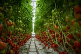 My Thoughts on Food System Innovation (a series): # 1 Let’s Raise the Roof for Vertical Farming and…
