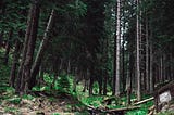 An image of a creekbed running through a forest of tall pines.