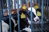 Cow in a cage on a Mexican farm