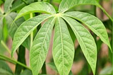 Cassava Leaf Disease Classification: Blog Post #1
