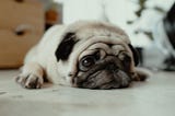 How to cure a dog’s stomach bug with carrots