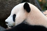 Jumpstart your EDA with Pandas-Profiling