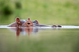 THE EARS OF THE HIPPO