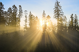 From Forest to Future: Leading the biographite revolution in 2025 and beyond